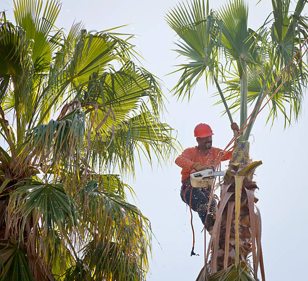 Best Utility Line Clearance  in USA